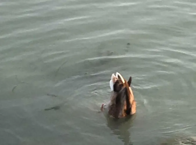 Andre & Moni Балатондьёрёк