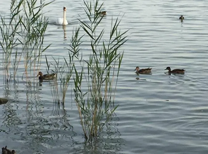 Апартаменты Andre & Moni *